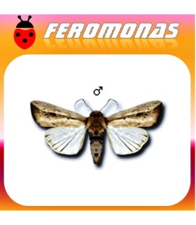 Feromonas para MYTIMNA LOREYI
