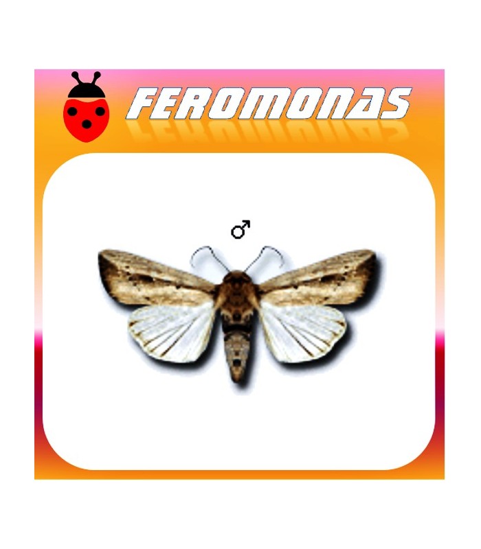 Feromonas para MYTIMNA LOREYI