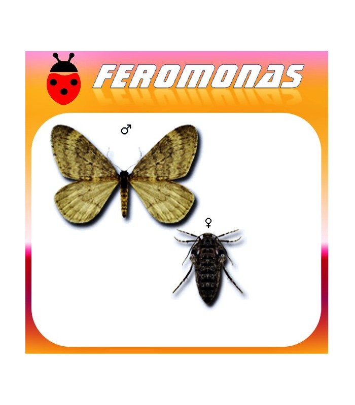 Feromonas para OPEROPHTERA (CHEIMATOBIA) BRUMATA Polilla de invierno