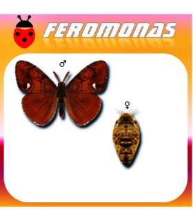 Feromonas para ORGYIA ANTIQUA Orgia