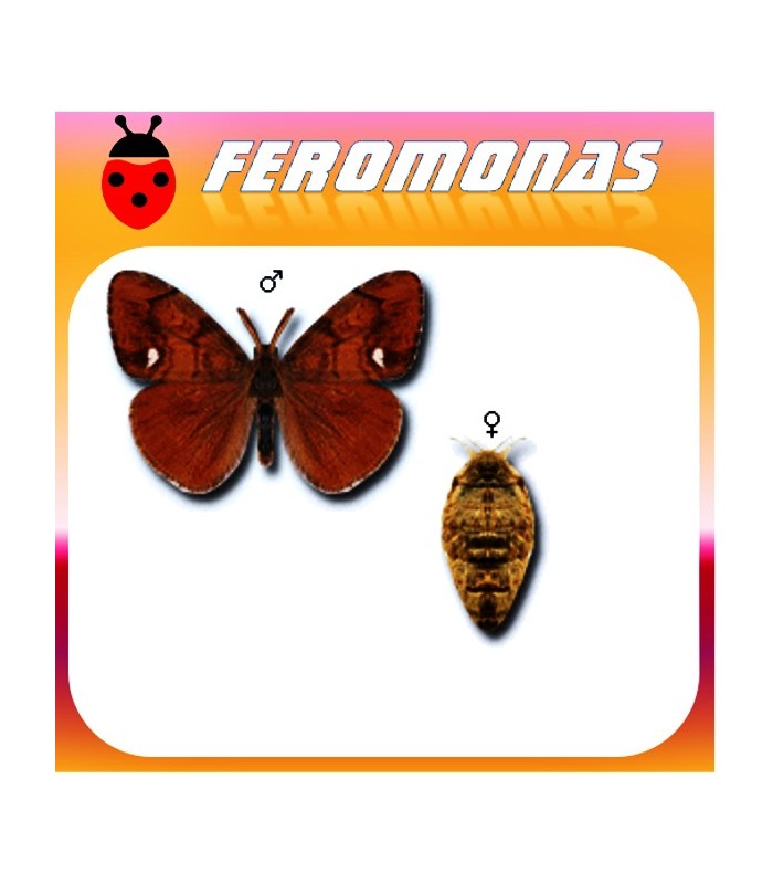Feromonas para ORGYIA ANTIQUA Orgia