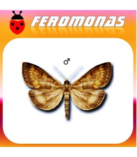 Feromonas para OSTRINIA NUBILALIS Tipo cis Taladro del maiz