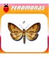 Feromonas paraOSTRINIA (PYRAUSTA) NUBILALIS Tipo hybrid Taladro del maiz