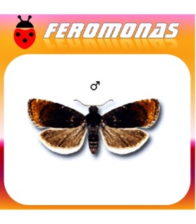 Feromonas para PAMMENE RHEDIELLA Pamene del manzano