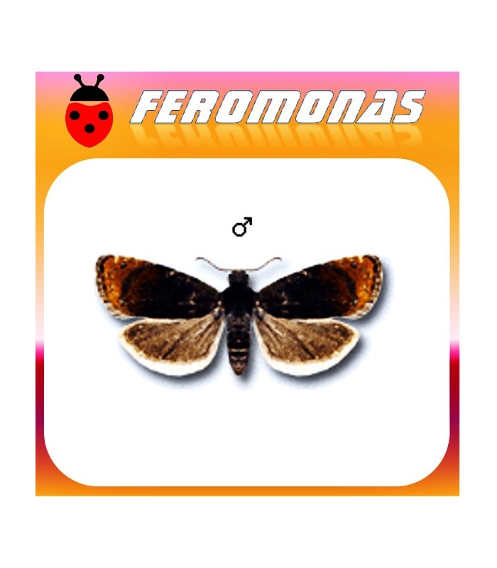 Feromonas para PAMMENE RHEDIELLA Pamene del manzano