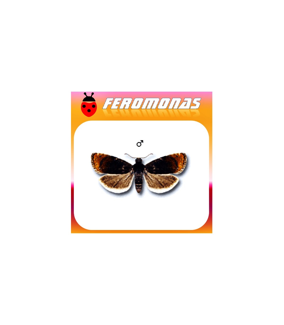 Feromonas para PAMMENE RHEDIELLA Pamene del manzano