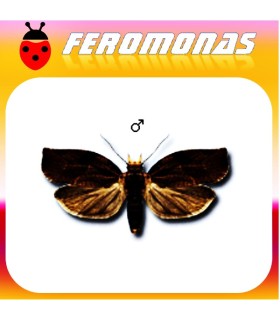 Feromonas para PANDEMIS HEPARANA Tortrícido marrón de la manzana