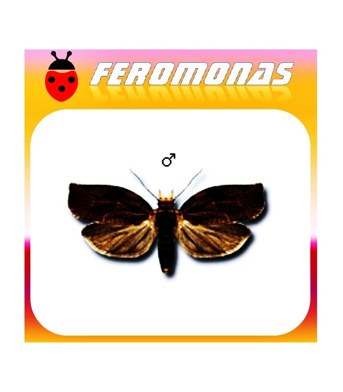 Feromonas para PANDEMIS HEPARANA Tortrícido marrón de la manzana