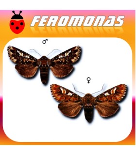 Feromonas para PANOLIS FLAMMEA Polilla de la belleza del pino