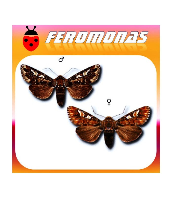 Feromonas para PANOLIS FLAMMEA Polilla de la belleza del pino