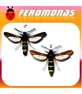 Feromonas para PARANTHRENE TABANIFORMIS Parantrene