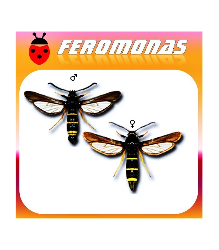 Feromonas para PARANTHRENE TABANIFORMIS Parantrene