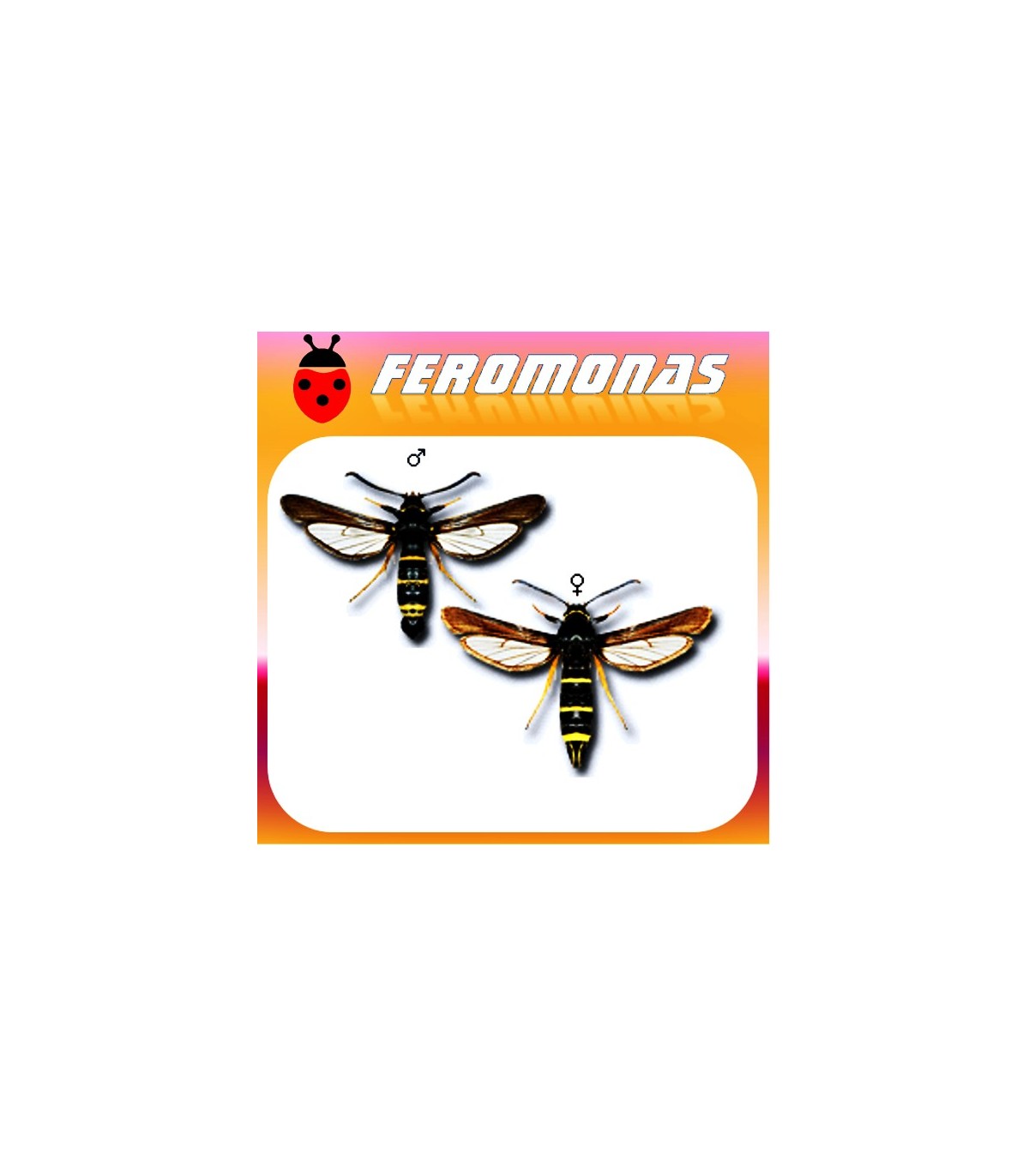 Feromonas para PARANTHRENE TABANIFORMIS Parantrene