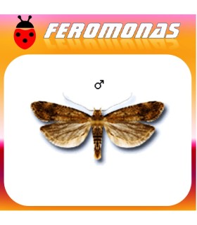 Feromonas para PECTINOPHORA MALAVELLA