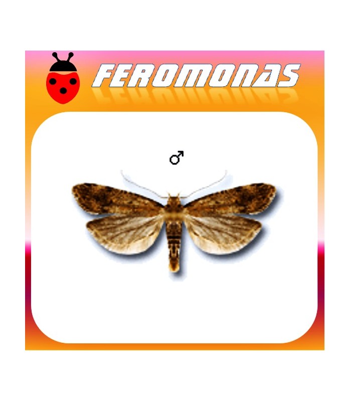 Feromonas para PECTINOPHORA MALAVELLA