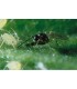 Aphipar 5.000 Aphidius colemani koppert