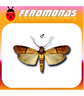 Feromonas para PLODIA INTERPUNCTELLA Polilla bandeada de los frutos secos