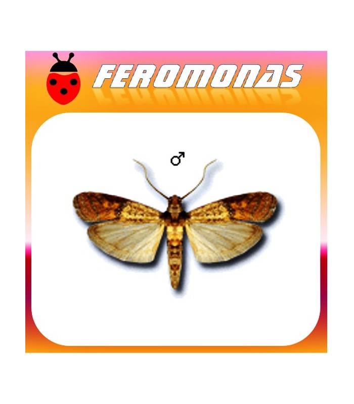 Feromonas para PLODIA INTERPUNCTELLA Polilla bandeada de los frutos secos
