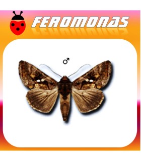 Feromonas para PLUSIA CHRYSODEIXIS CHALCITES Plusia