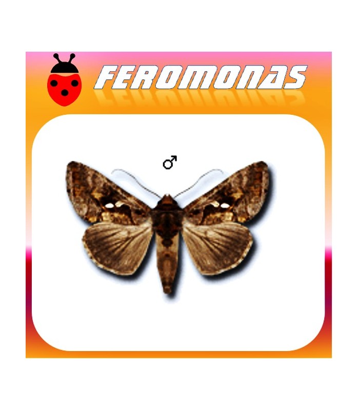 Feromonas para PLUSIA CHRYSODEIXIS CHALCITES Plusia