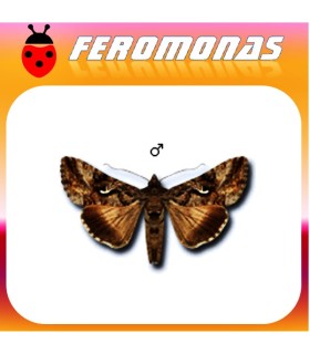 Feromonas para AUTOGRAPHA GAMMA Gusano gris de la huerta