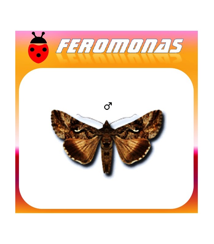 Feromonas para AUTOGRAPHA GAMMA Gusano gris de la huerta