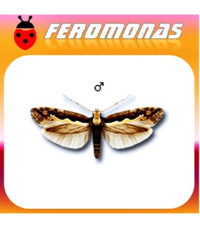Feromonas para PLUTELLA XYLOSTELLA Polilla de las crucíferas