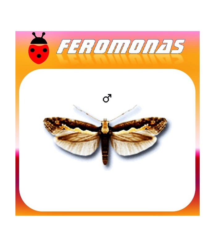 Feromonas para PLUTELLA XYLOSTELLA Polilla de las crucíferas