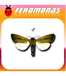 Feromonas para SESAMIA CRETICA Noctuido del maiz