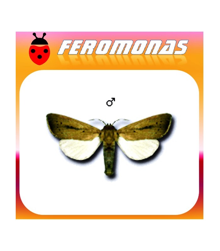 Feromonas para SESAMIA CRETICA Noctuido del maiz