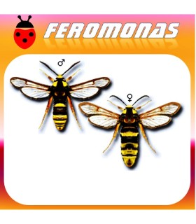 Feromonas para SESIA APIFORMIS Polilla avispa