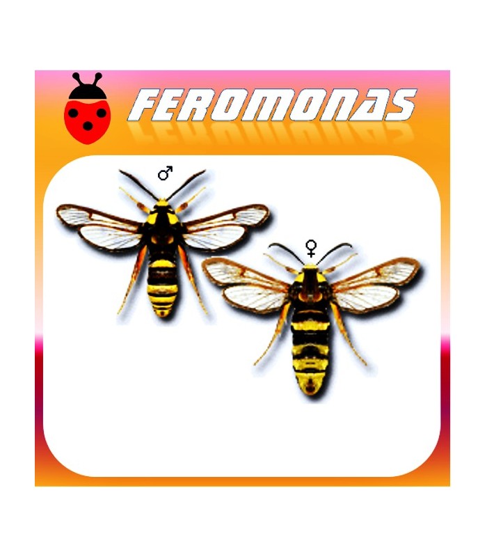 Feromonas para SESIA APIFORMIS Polilla avispa