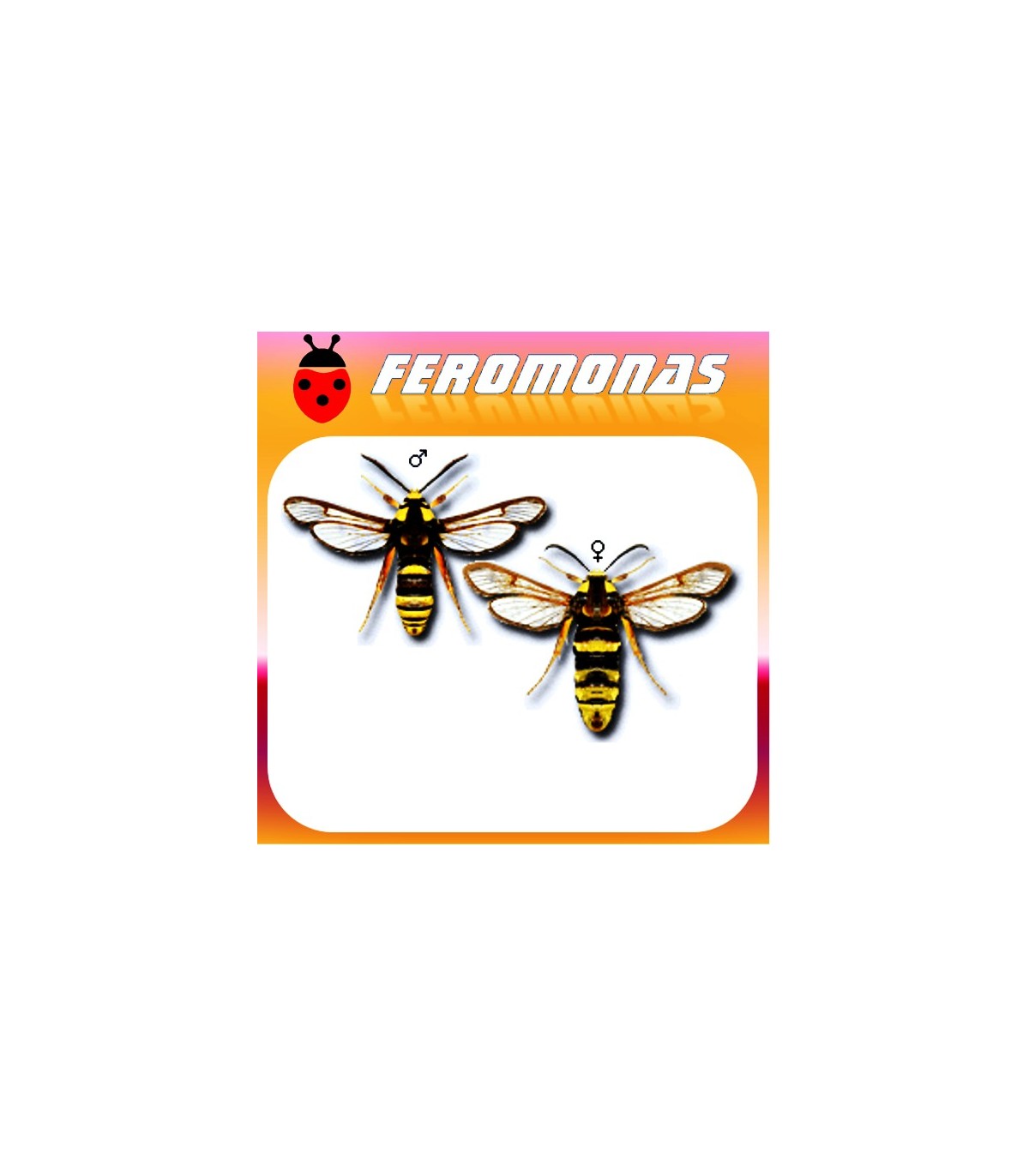 Feromonas para SESIA APIFORMIS Polilla avispa