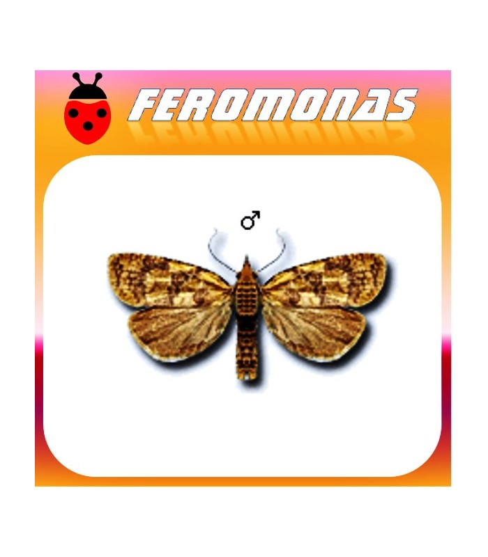 Feromonas para Sparganothis pilleriana Piral de la vid