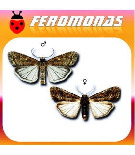 Feromonas para spodoptera exigua gardama