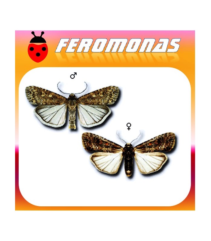 Feromonas para spodoptera exigua gardama