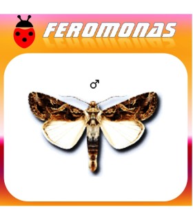Feromonas para spodoptera littoralis rosquilla negra