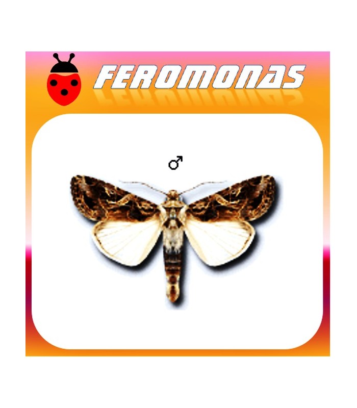 Feromonas para spodoptera littoralis rosquilla negra