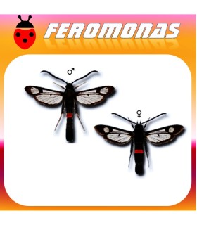 Feromonas para SYNANTHEDON MYOPAEFORMIS sesia del manzano