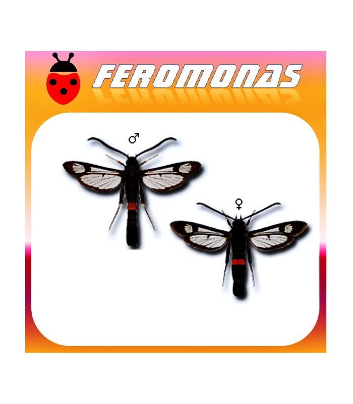 Feromonas para SYNANTHEDON MYOPAEFORMIS sesia del manzano