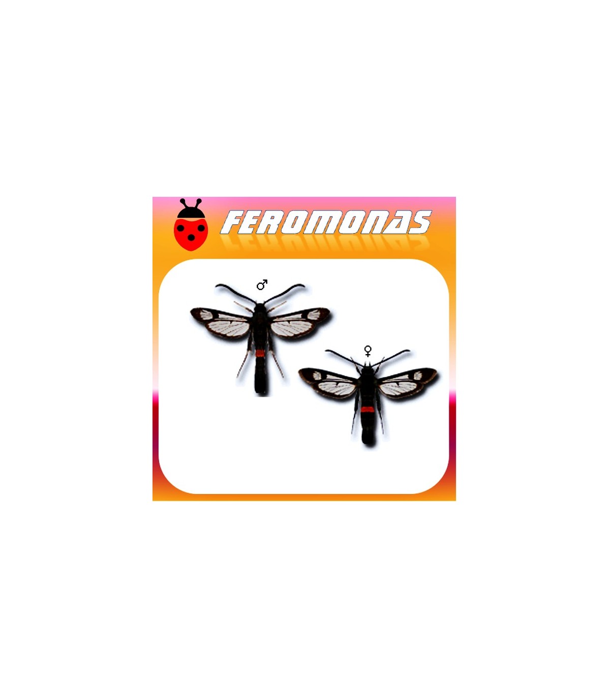 Feromonas para SYNANTHEDON MYOPAEFORMIS sesia del manzano