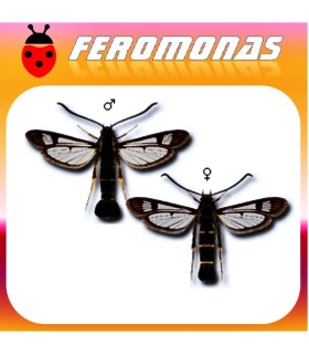 Feromonas para NOMBRE CIENTÍFICO nombre vulgar