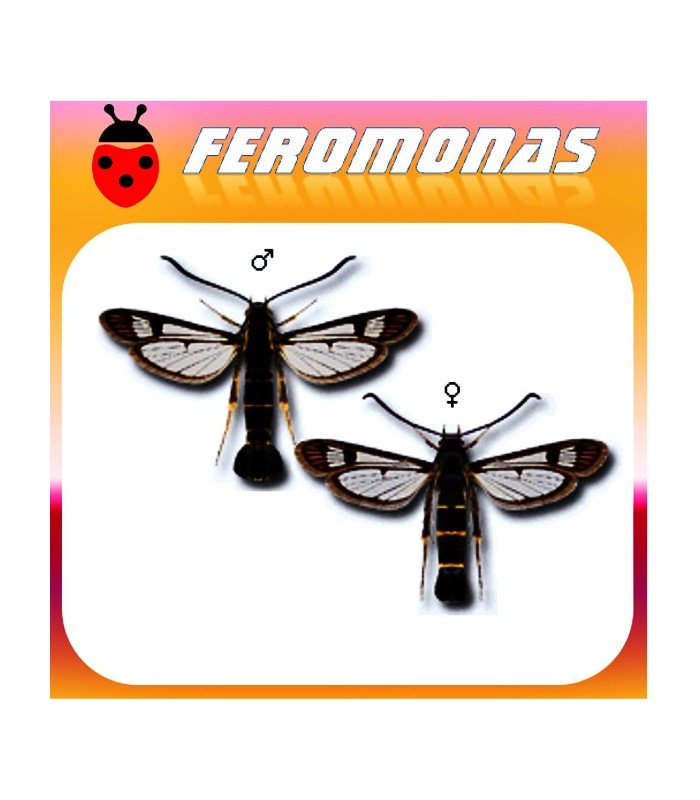 Feromonas para NOMBRE CIENTÍFICO nombre vulgar