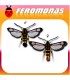 Feromonas para Synanthedon vespiformis Sesia amarillenta