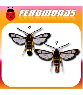 Feromonas para Synanthedon vespiformis Sesia amarillenta