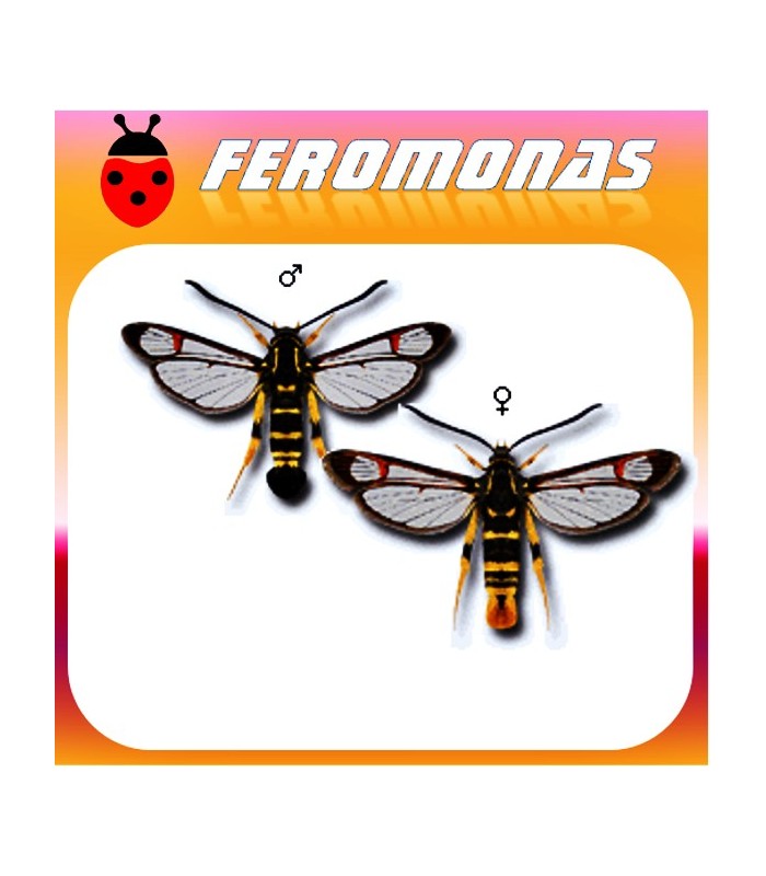 Feromonas para Synanthedon vespiformis Sesia amarillenta