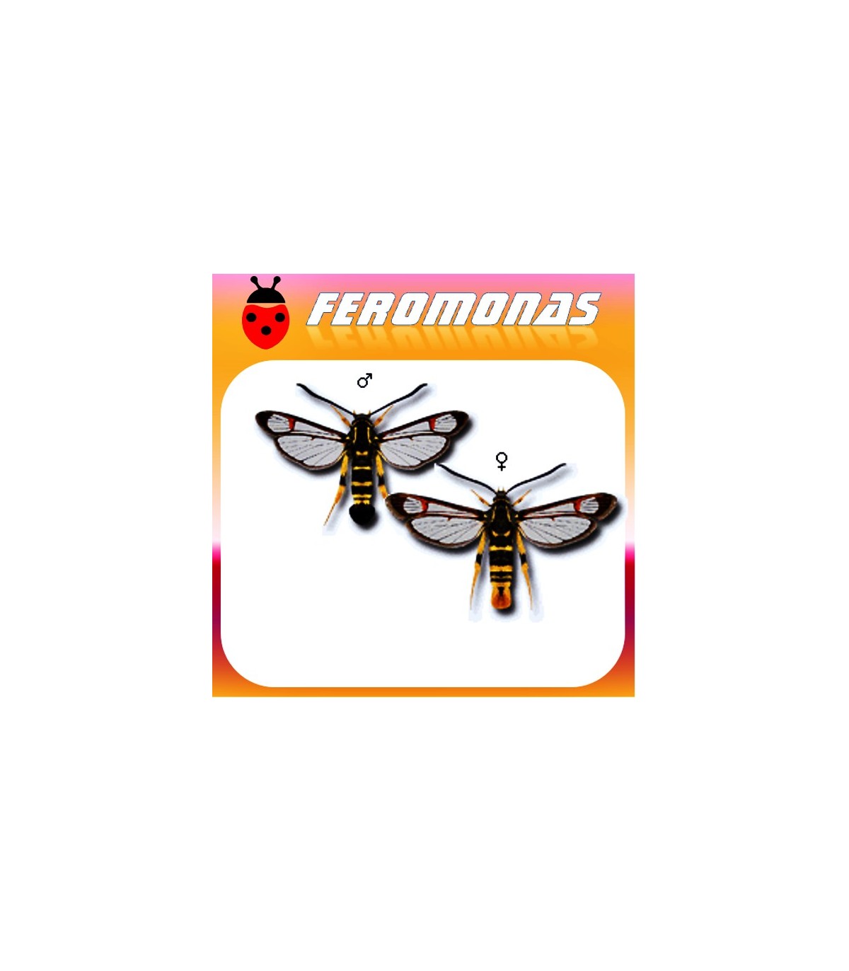 Feromonas para Synanthedon vespiformis Sesia amarillenta