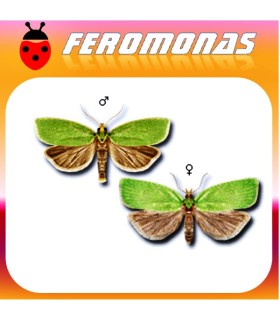 Feromonas para 	 Tortrix viridiana Tortricido verde de la encina