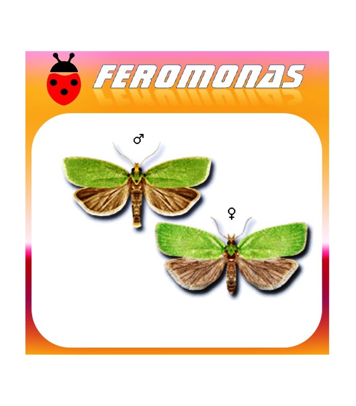 Feromonas para 	 Tortrix viridiana Tortricido verde de la encina