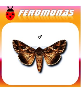 Feromonas para Trichoplusia ni Gusano gris de la col
